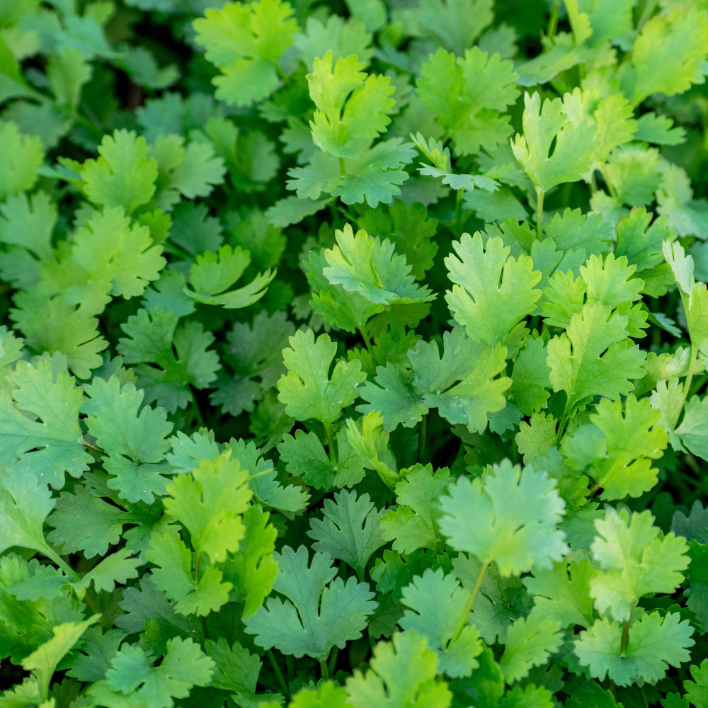Coriander