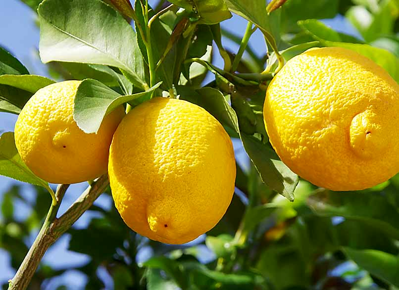Close-up of fresh white flowers used in natural fragrance extraction.